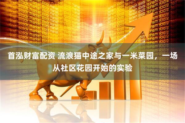 首泓财富配资 流浪猫中途之家与一米菜园，一场从社区花园开始的实验